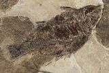 Plate of Fish, Samara, and Leaf Fossils - Nebraska #262364-4